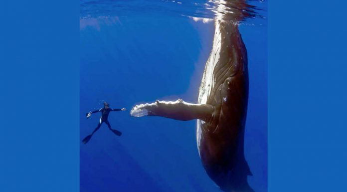 La historia detrás de esta increíble fotografía de un buceador y una ballena