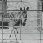 Quagga
