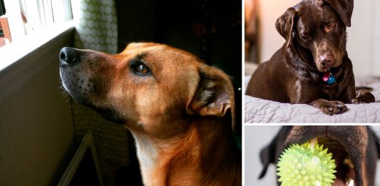 ¿Qué ocurre cuando dejas a tu perro solo en casa? Quizás no lo sepas… ¿Qué ocurre cuando dejas a tu perro solo en casa? Quizás no lo sepas...