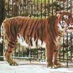 Tigre del Caspio