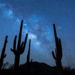 ¿Verdad o Mentira ¿Hay más árboles en la Tierra que estrellas en la Vía Láctea (2)
