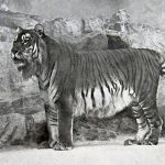 Estas imágenes de animales extintos te permiten disfrutar de su rareza hoy
