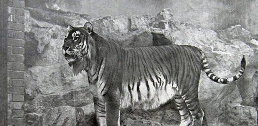 Estas imágenes de animales extintos te permiten disfrutar de su rareza hoy Estas imágenes de animales extintos te permiten disfrutar de su rareza hoy