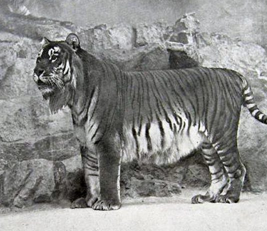 Estas imágenes de animales extintos te permiten disfrutar de su rareza hoy