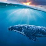 buceador y una ballena, ballena jorobada