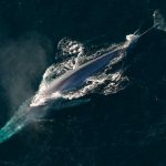 ¿Cómo llegaron a ser tan grandes las ballenas? Esta es la teoría