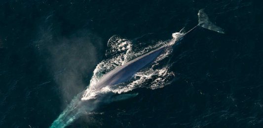 ¿Cómo llegaron a ser tan grandes las ballenas? Esta es la teoría ¿Cómo llegaron a ser tan grandes las ballenas? Esta es la teoría