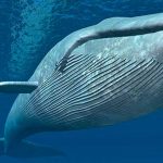 las ballenas azules no siempre fueron gigantes