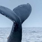 buceador y una ballena, cola de ballena jorobada