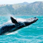 buceador y una ballena jorobada saltando