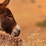 burro, peligro de extinción
