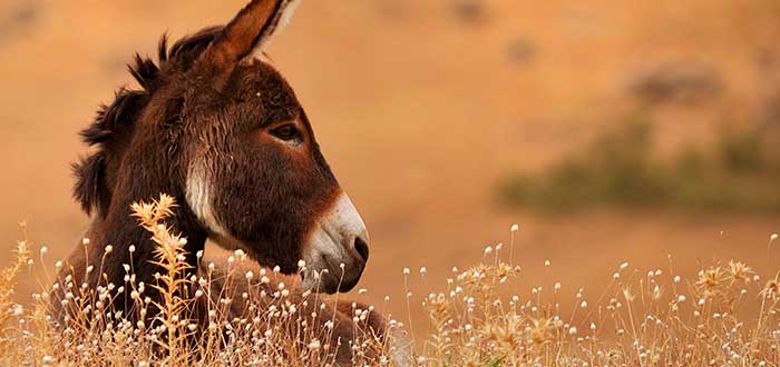 burro, peligro de extinción