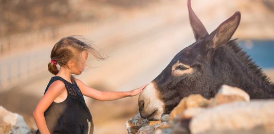 No podíamos imaginar que este animal estuviera hoy en peligro de extinción No adivinarás la especie animal que ahora se encuentra en peligro de extinción