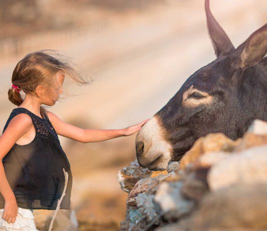No podíamos imaginar que este animal estuviera hoy en peligro de extinción No adivinarás la especie animal que ahora se encuentra en peligro de extinción