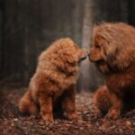 las razas de perros más raras del mundo