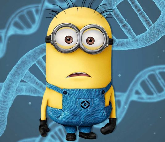 El origen de los Minions según la ciencia. ¿”Descendientes" de los humanos?