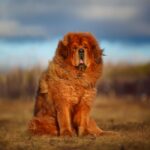 las razas de perros más raras del mundo