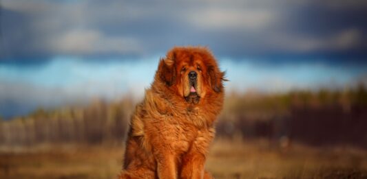 Las 10 razas de perros más raras del mundo | ¡Adorables! las razas de perros más raras del mundo