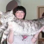 Omar, el gato más grande del mundo