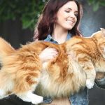 Omar, el gato más grande del mundo