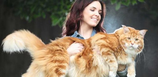 Omar, el gato más grande del mundo