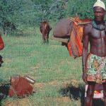 La tribu con la mejor visión del mundo, himba, ganado