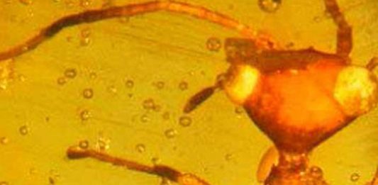 Descubren una especie de insecto de aspecto «extraterrestre» que vivió hace millones de años Descubren una especie de insecto extraterrestre que vivió hace millones de años
