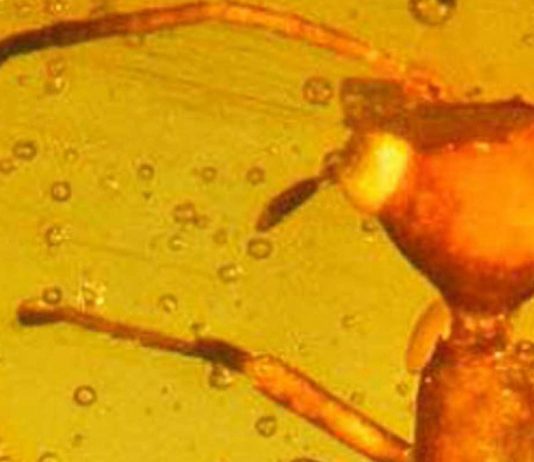 Descubren una especie de insecto extraterrestre que vivió hace millones de años