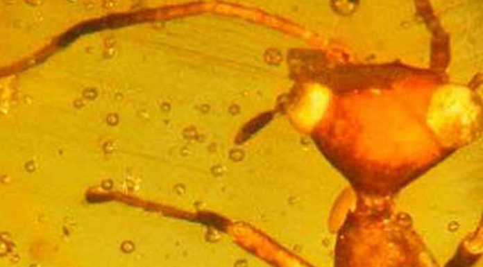 Descubren una especie de insecto extraterrestre que vivió hace millones de años