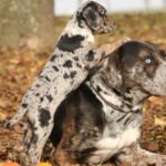 razas de perros extrañas