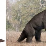 megatherium