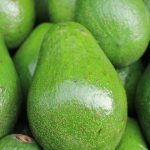 perros no deberian comer aguacates
