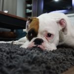 perros no deberian comer leche