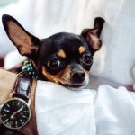 perros no deberian comer nueces de macadamia