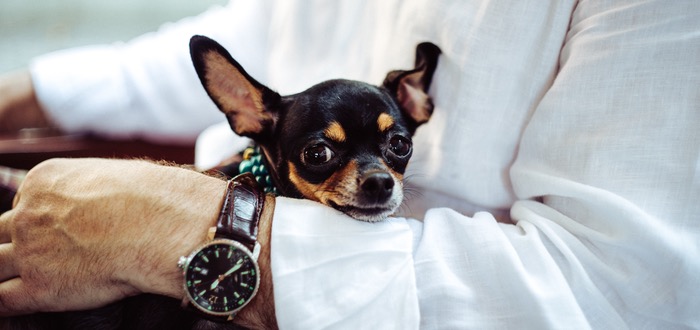 perros no deberian comer nueces de macadamia