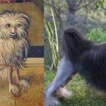 5 de las razas de perro más extrañas del mundo