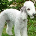 5 de las razas de perro más extrañas del mundo