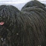 5 de las razas de perro más extrañas del mundo