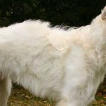 5 de las razas de perro más extrañas del mundo