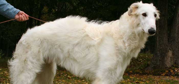5 de las razas de perros más extrañas del mundo