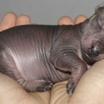 5 de las razas de perro más extrañas del mundo