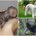 5 de las razas de perro más extrañas del mundo