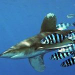 tiburon oceanico de punta blanca