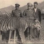 tigre del caspio, cazado, animales extintos