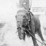 Topsy, la elefanta que electrocutó Edison para hundir a Tesla