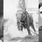 Topsy, la elefanta que electrocutó Edison para hundir a Tesla