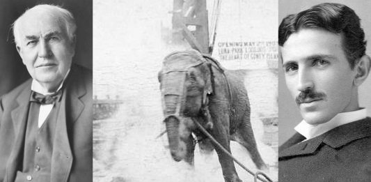 Topsy, la elefanta que electrocutó Edison para hundir a Tesla Topsy, la elefanta que electrocutó Edison para hundir a Tesla