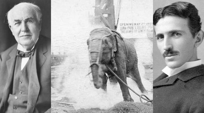 Topsy, la elefanta que electrocutó Edison para hundir a Tesla
