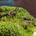 5 motivos por los que te asquearía vivir en el siglo XVIII