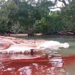 Resuelto-el-enigma-de-la-EXTRAÑA-criatura-de-Indonesia,-de-más-de-15-metros